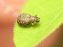 Myosides seriehispidus