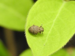 Myosides seriehispidus