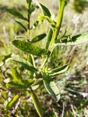 Laggera