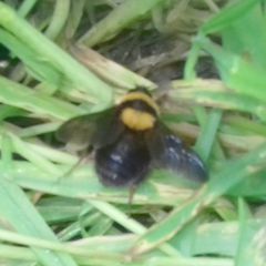 Bombus argillaceus