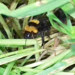 Bombus argillaceus