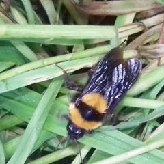 Bombus argillaceus