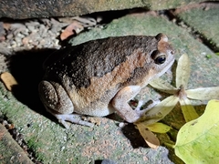 Kaloula pulchra