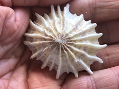 Scutellastra barbara