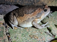 Kaloula pulchra