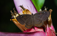 Eurybia molochina