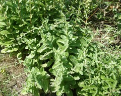 Hylotelephium maximum maximum