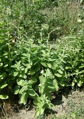 Hylotelephium maximum maximum