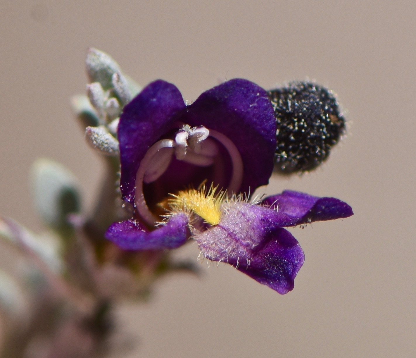 Penstemon thompsoniae