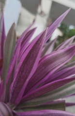 Tradescantia spathacea