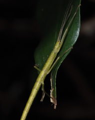 Lopaphus balteatus