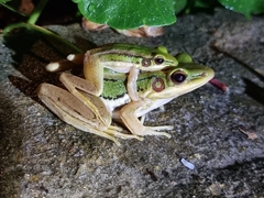 Hylarana erythraea