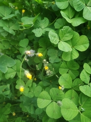 Medicago arabica