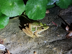 Hylarana erythraea