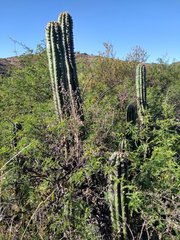 Trichocereus tacaquirensis