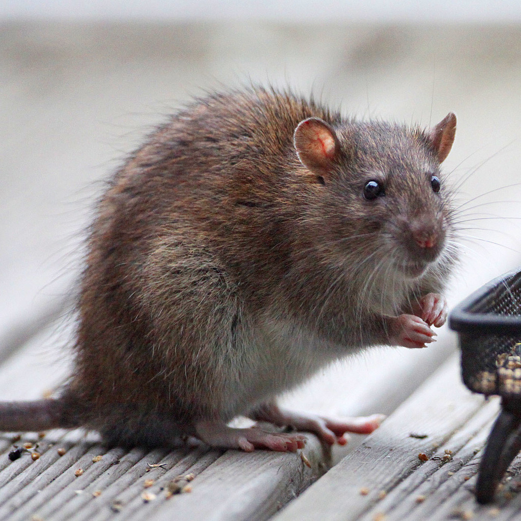 Norway Rat (Small mammals of California) · iNaturalist
