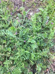 Vicia cracca