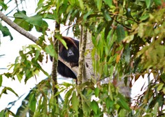 Alouatta belzebul