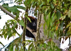 Alouatta belzebul