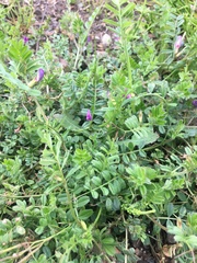 Vicia cracca