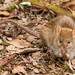 褐家鼠 - Photo (c) Martin Cooper，保留部份權利CC BY