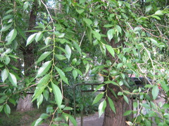 Ulmus pumila