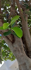 Magnoliopsida