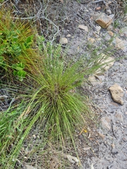 Schoenus cuspidatus