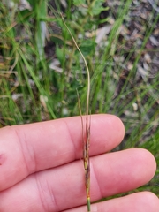 Schoenus cuspidatus