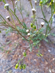 Senecio vulgaris