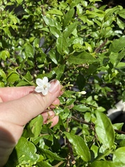 Wrightia religiosa
