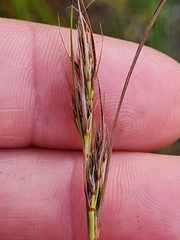 Schoenus cuspidatus