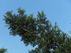 Maytenus peduncularis