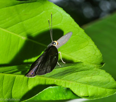 Eurybia molochina