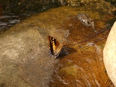 Charaxes guderiana guderiana