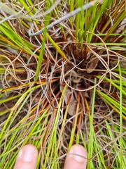 Schoenus cuspidatus