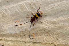Trachyderes hilaris
