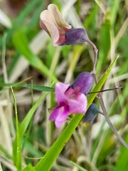 Lathyrus linifolius
