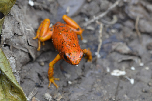 Oophaga sylvatica