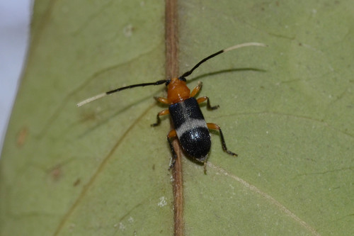 Challia Insect (Callia)