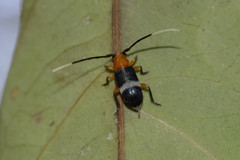 Callia leucozonata
