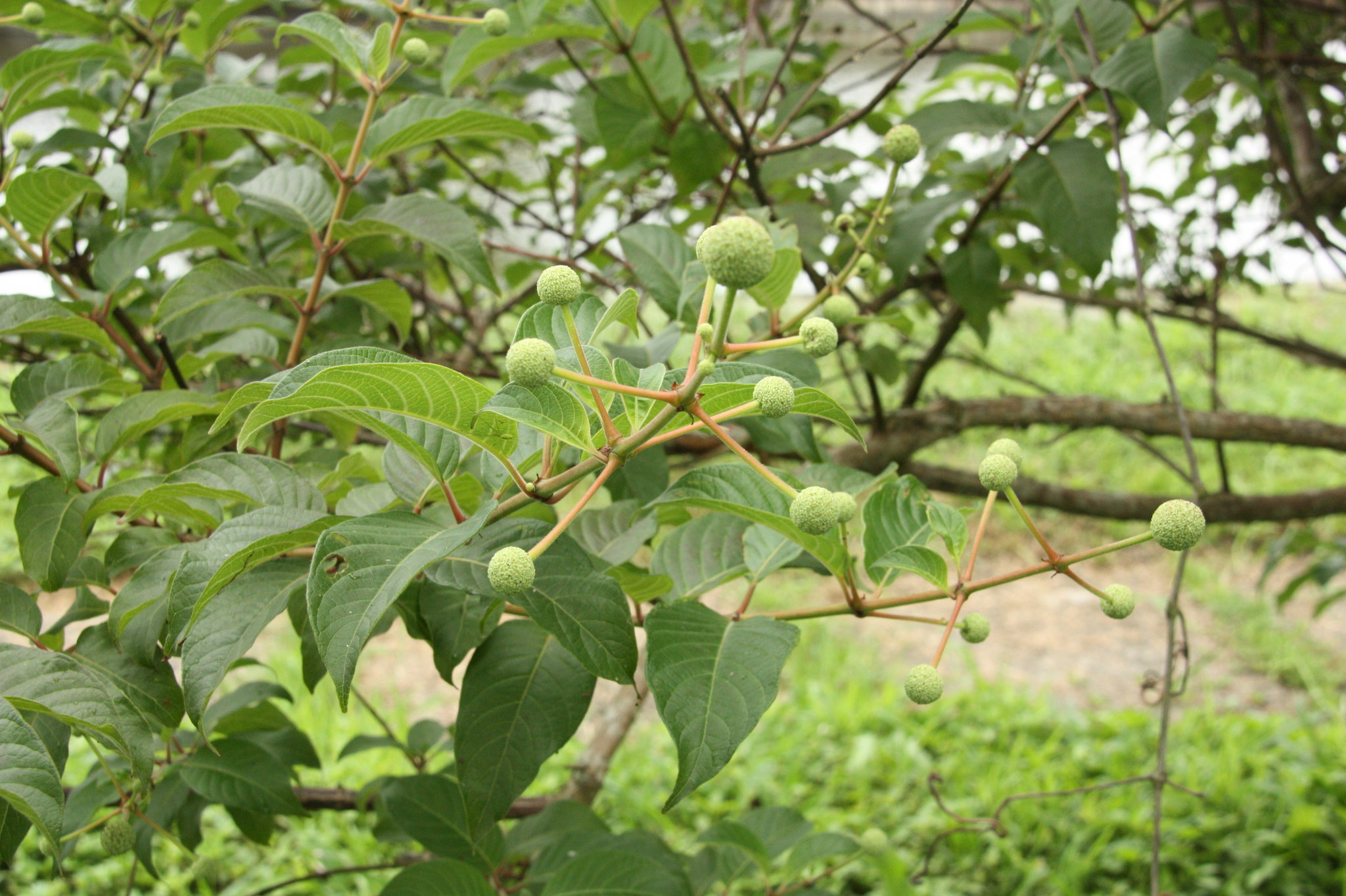 Cephalanthus tetrandrus