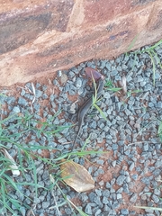 Trachylepis punctatissima