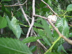 Ulmus pumila