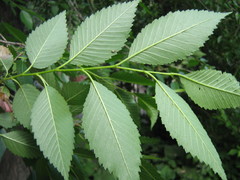 Ulmus pumila