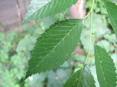 Ulmus pumila