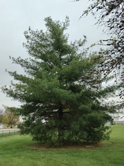 Pinus strobus