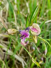 Lathyrus linifolius