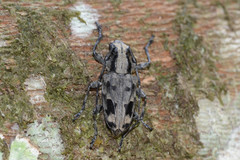 Steirastoma coenosum