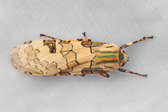 Halysidota underwoodi